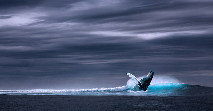 Teen Suicide Surge Linked to Nefarious Blue Whale Challenge